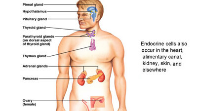 Surprising Facts About Endocrine System