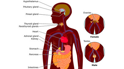 Functions Of Endocrine System