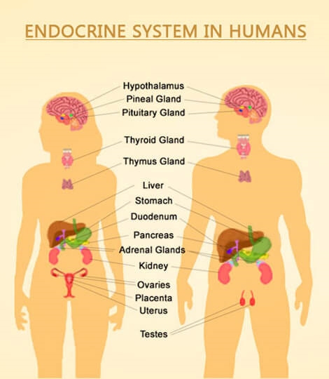 What is Endocrine System of Human Body - Definition and Information